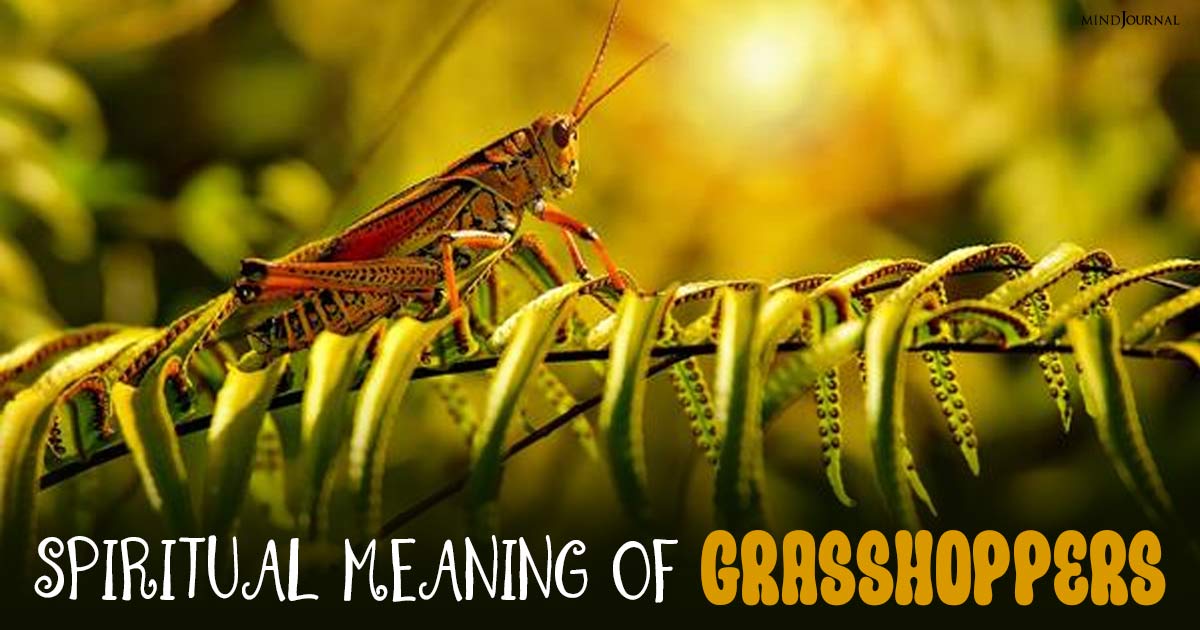 Spiritual Meaning Of Grasshoppers: 9 Hidden Secrets Of Nature